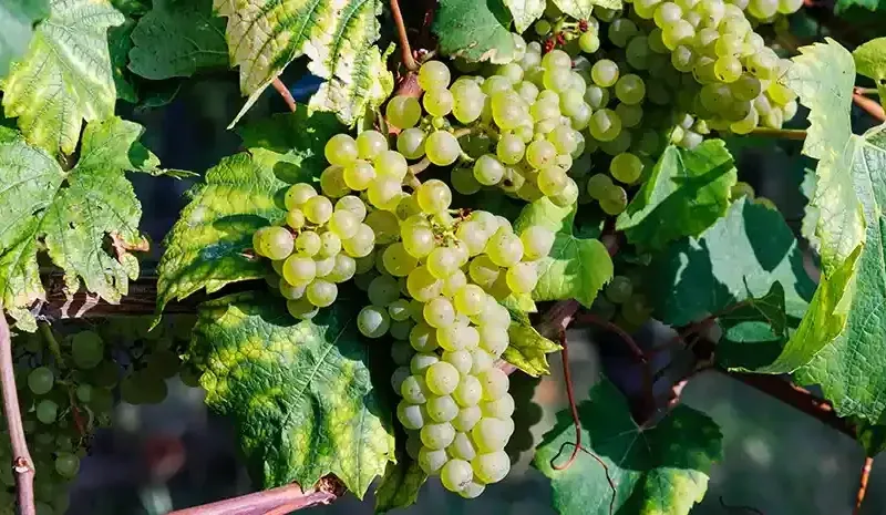 Advantages of Green Grapes - A Guide to Healthy Eating & Wellness