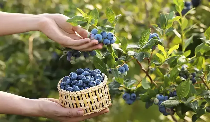 Blueberries Benefits - 10 Powerful Reasons to Add Them to Your Diet