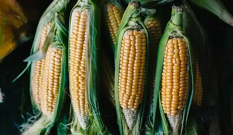 Corn Nutrition Profile - Vitamins, Minerals, Protein & Fibre
