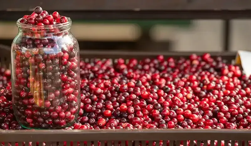 Cranberries Benefits - Advantages for Heart, Digestion & Skin Health