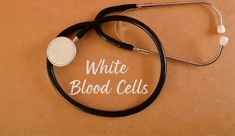 Role of White Blood Cells in Immunity