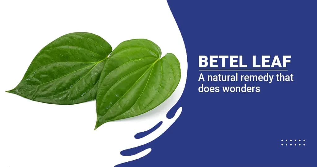 Betel Leaf Benefits