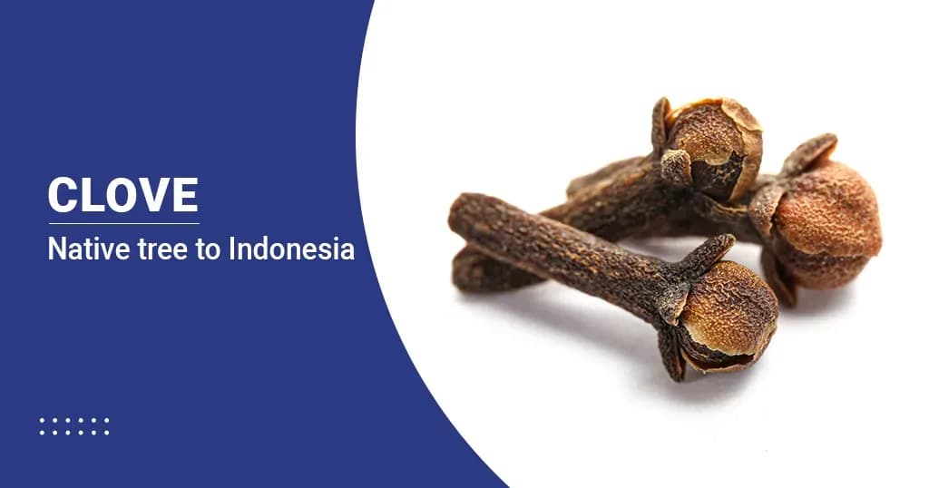 11 Amazing Cloves Benefits - Enhance Your Health Naturally
