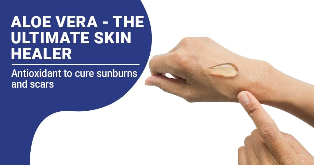 Aloe Vera - The Ultimate Skin Healer For Sunburns & Scars