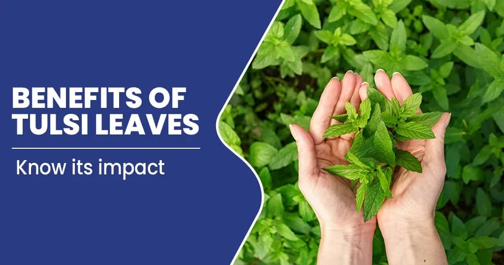 10 Health Benefits of Tulsi Leaves    