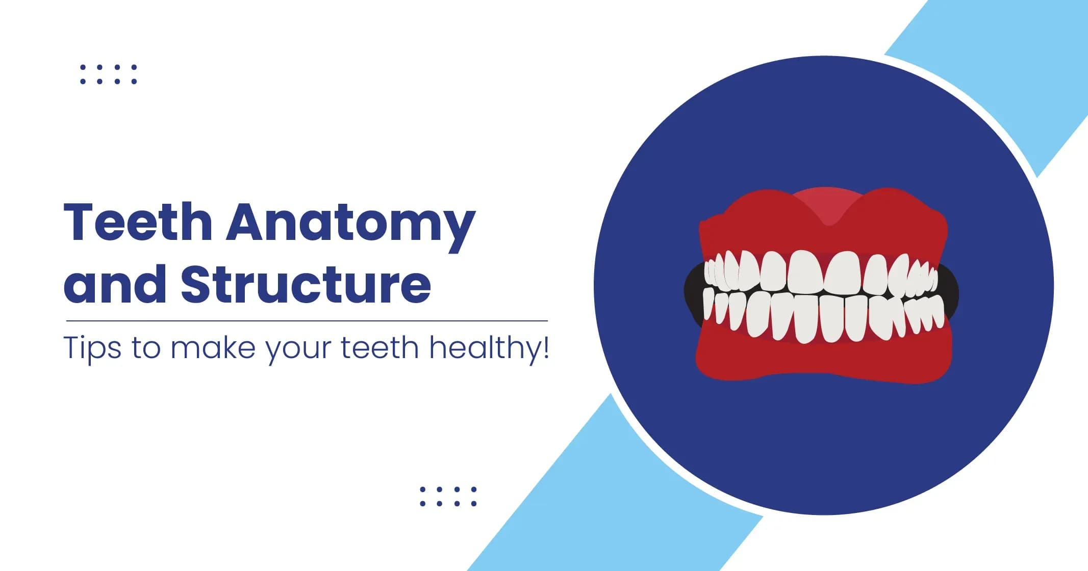 Teeth Types, Structure and Anatomy