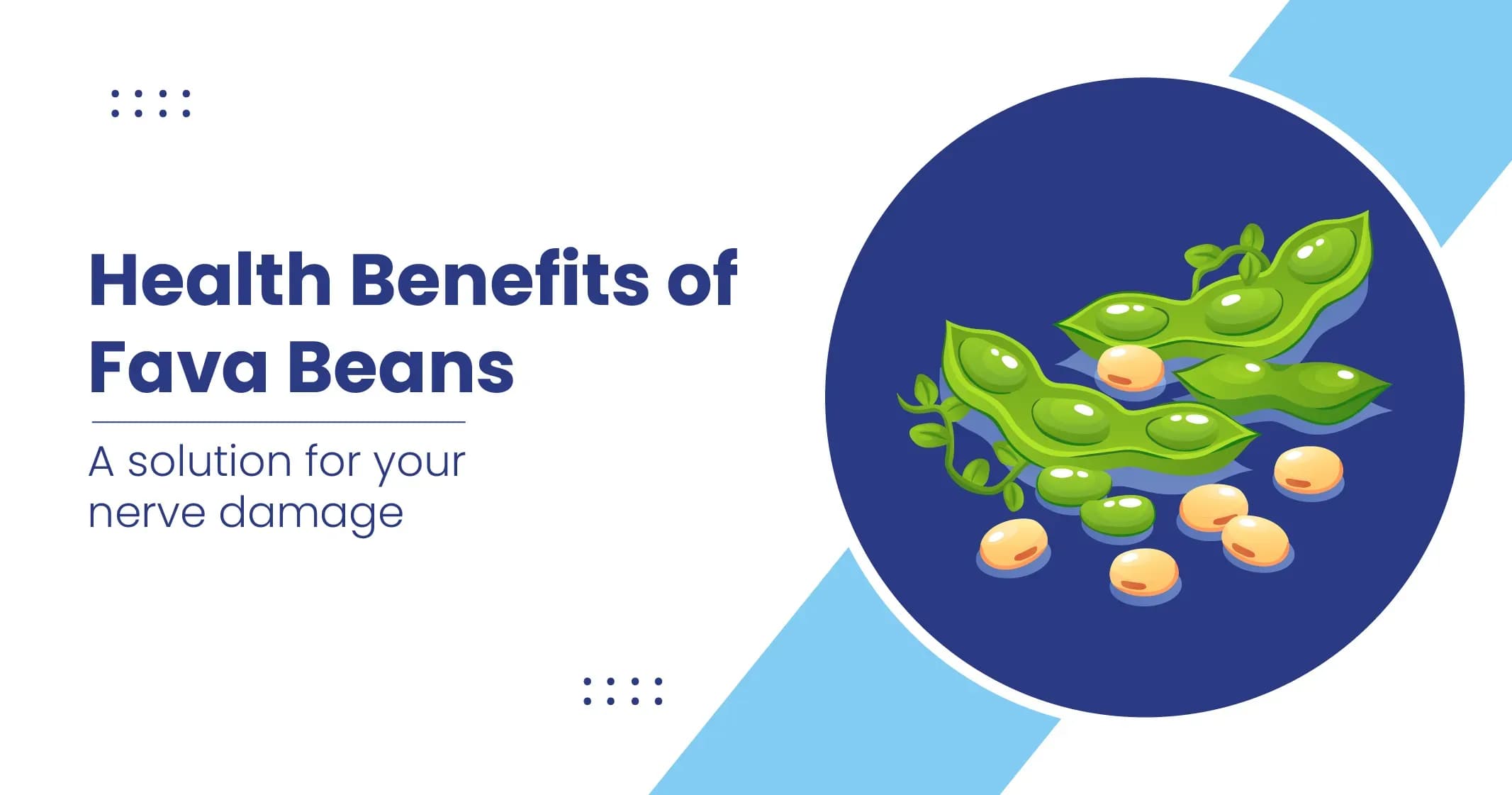 Fava Beans Health Benefits and All About It