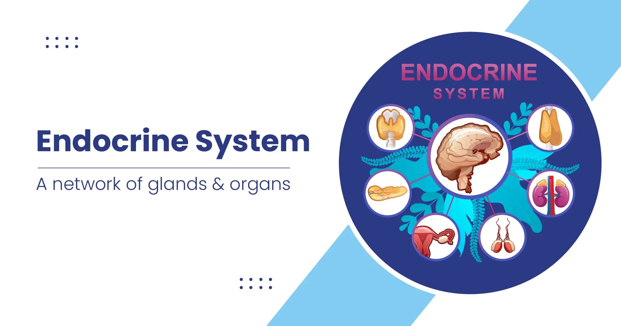 Endocrine System - Endocrine Disorders and Diseases