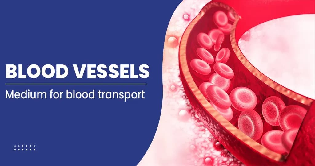 Blood Vessels Types, Layers, and More 
