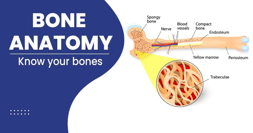 Bone Anatomy