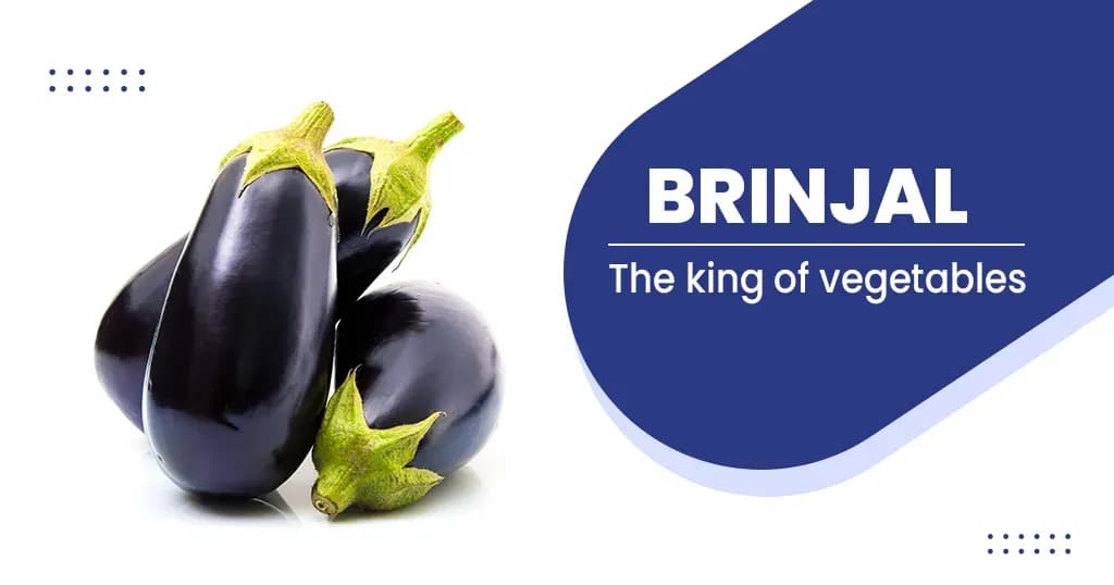 King of Vegetable Brinjal  Benefits & Risk Factors 