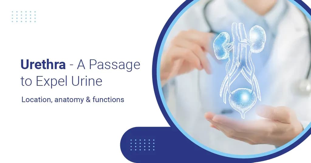 Urethra - Anatomy and Functions