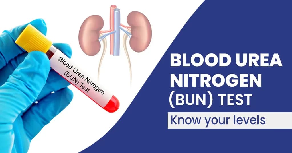 Blood Urea Nitrogen (BUN) Test - Procedure and Uses
