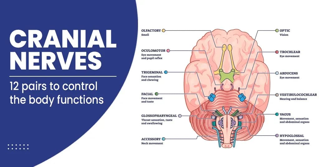 Cranial Nerves Anatomy and Functions