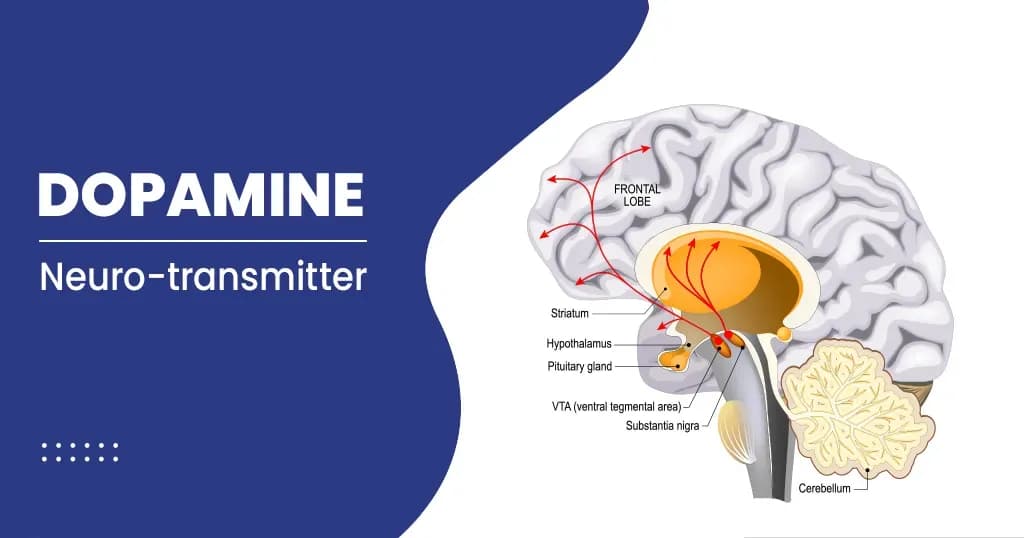 Dopamine Hormone Roles and Its Function 