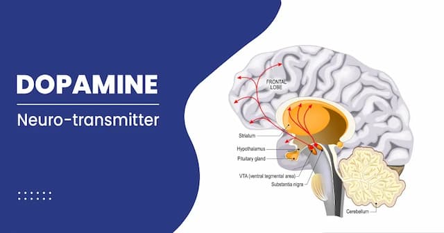 Dopamine Hormone Roles and Its Function 