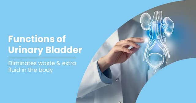 Urinary Bladder - Urinary bladder Anatomy and its Function
