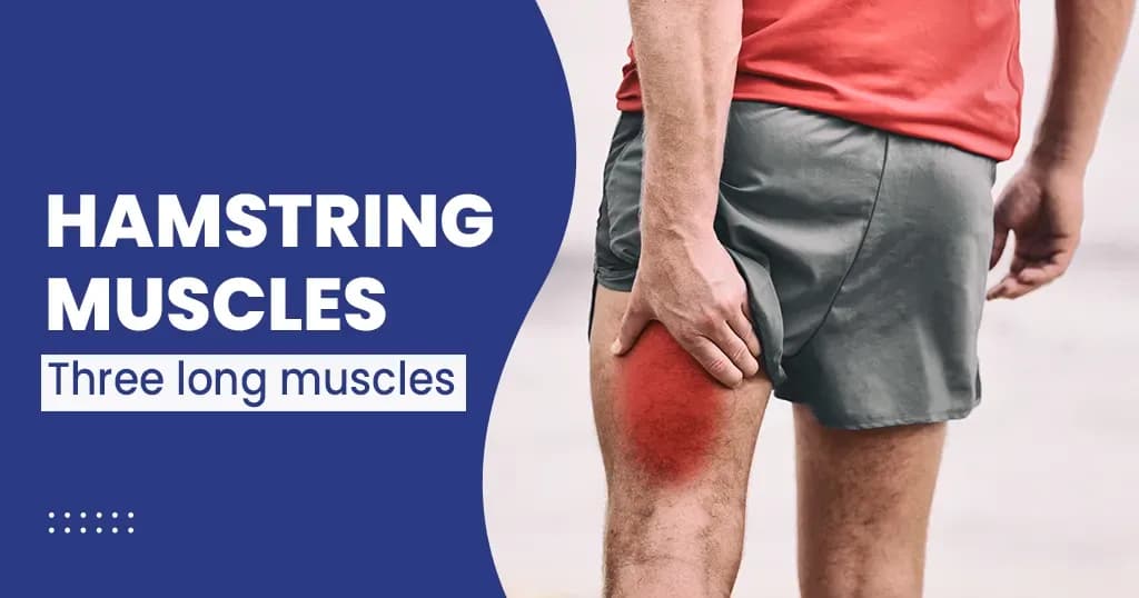 Hamstring Muscles Functions and Structure  