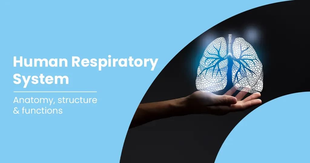 Functions of Respiratory System Organs 