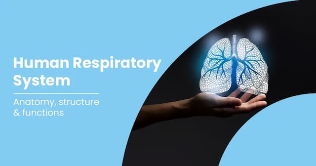 Functions of Respiratory System Organs 