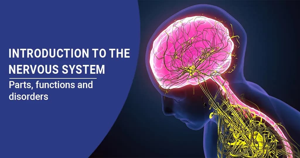 The Nervous System: Components, Roles &amp; Conditions