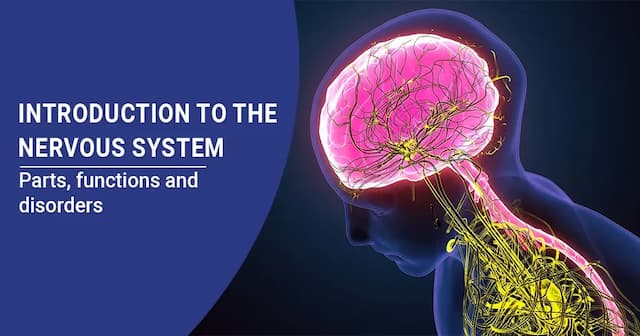 The Nervous System Components, Roles and Conditions