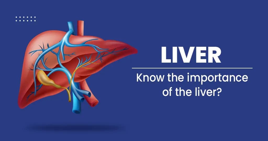 Liver Structure, Function, and Disease
