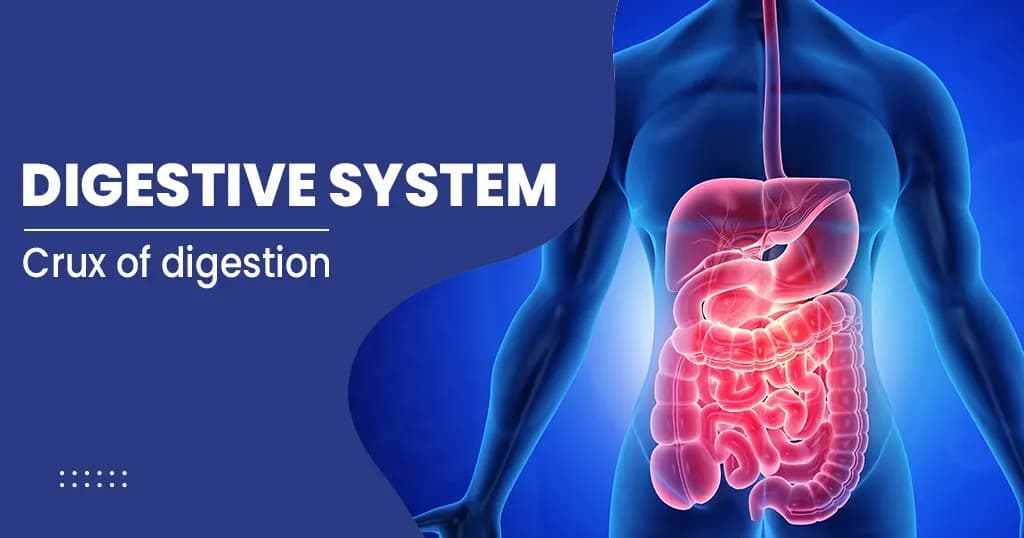 Digestive System and its Functions 