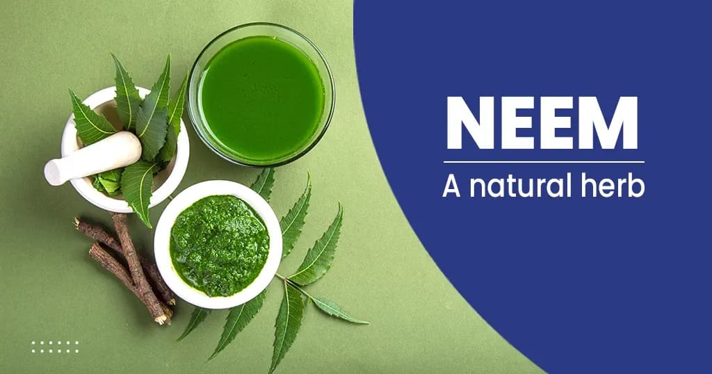Neem Leaves Benefits and Side Effects