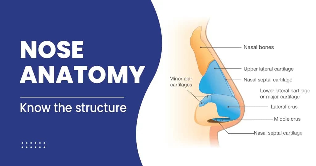 Nose Anatomy