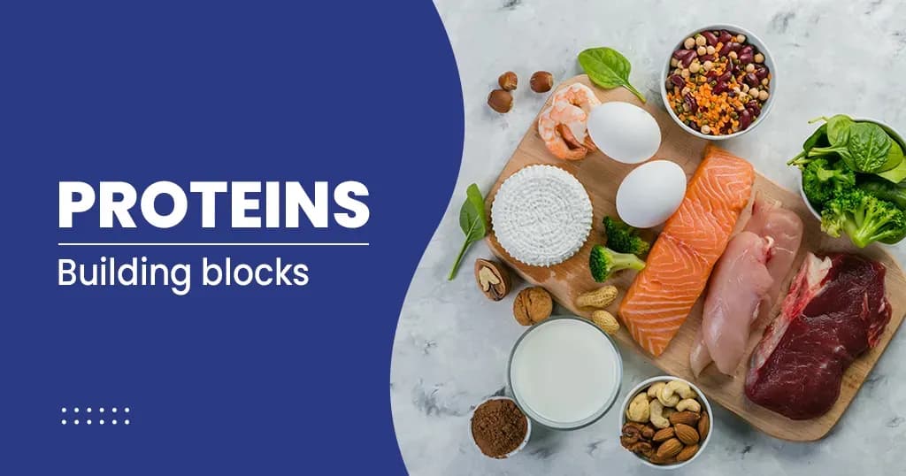 What are Proteins and What do They do?