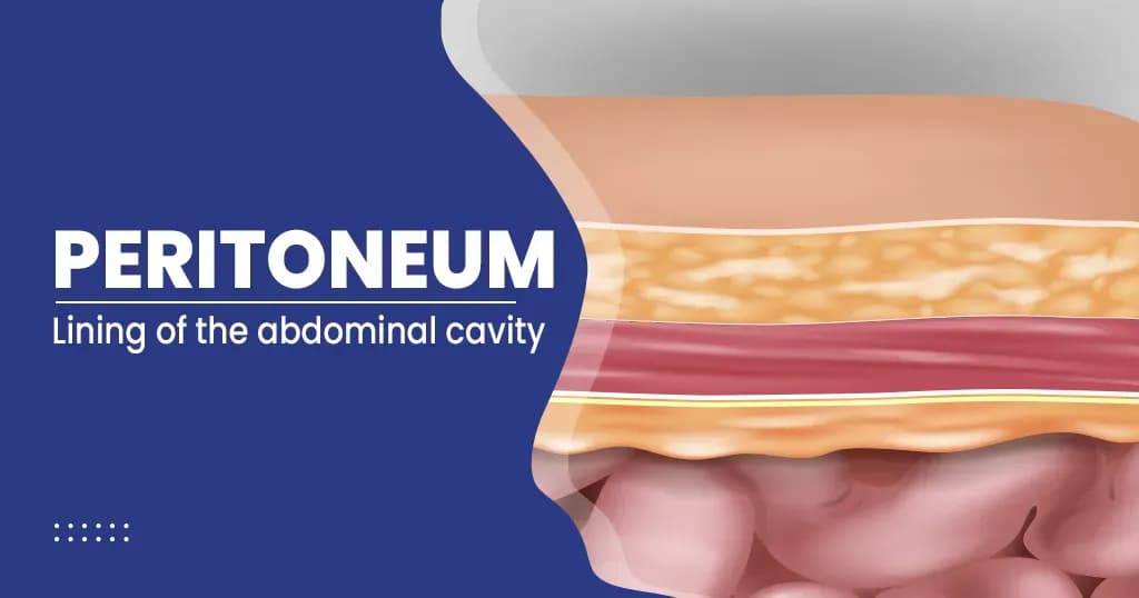 What is Peritoneum - Function, Structure, Anatomy, Condition and Disorder  