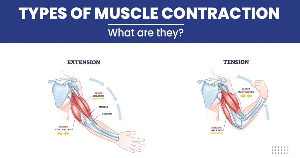 Types of Muscle Contraction and Its  Mechanism
