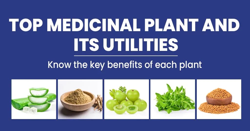 Top medicinal plants and their uses