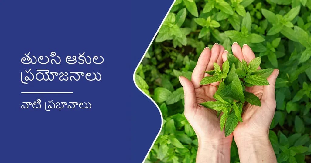 తులసి ఆకుల 10 ఆరోగ్య ప్రయోజనాలు