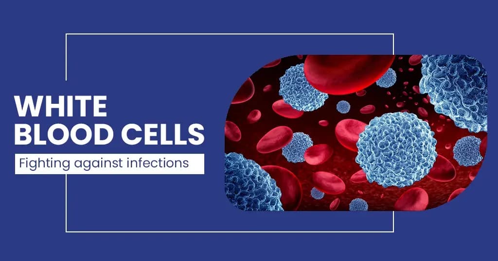 White Blood Cells Count
