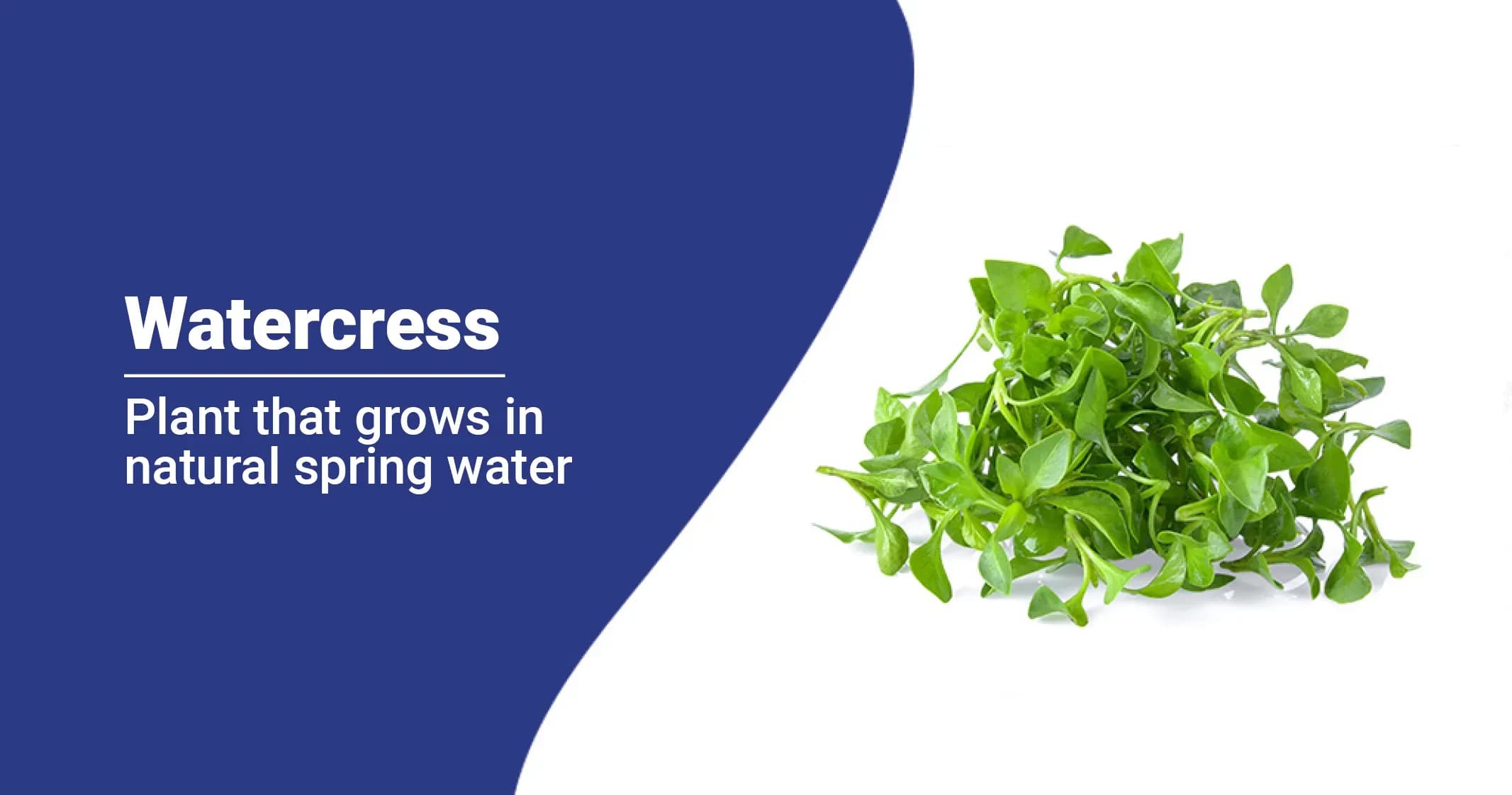 Watercress Benefits and  Side Effects
