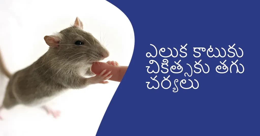 ఎలుక కాటుకు లేదా స్క్రాచ్‌కు ఎలా చికిత్స చేయాలి