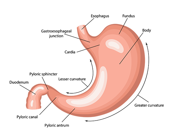 What is Antral Gastritis?