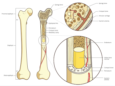 Structure of bone tissue