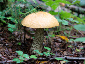Mushroom rich in Vitamin B12 