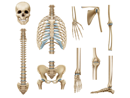 Types of Bone