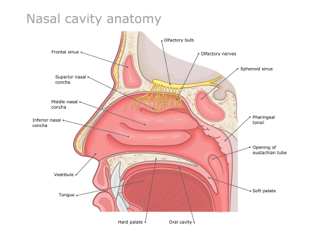 Parts of the Nose 