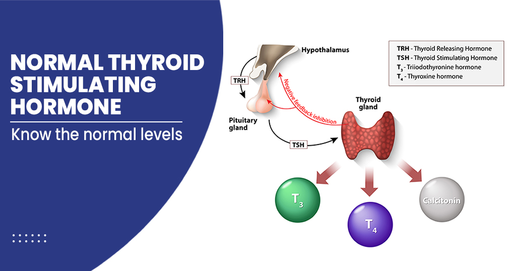 NORMAL THYROID STIMULATING HORMONE