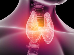 What is the thyroid hormone?