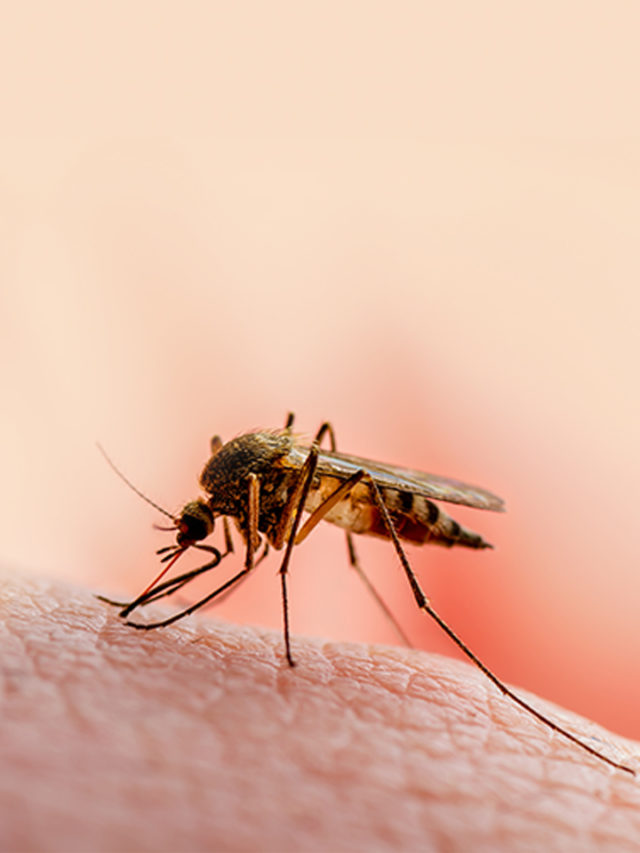 5 Signs of Malaria