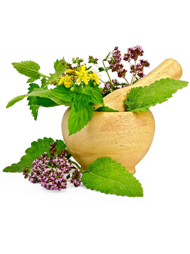 5 medicinal plants and their uses 