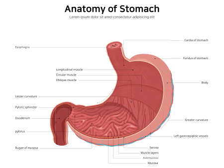 anatomy of stomach