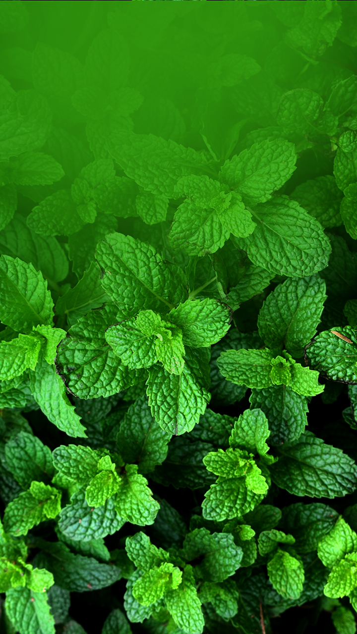 8 Health Benefits of Mint Leaves