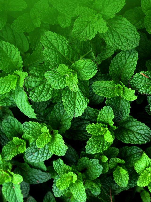 8 Health Benefits of Mint Leaves